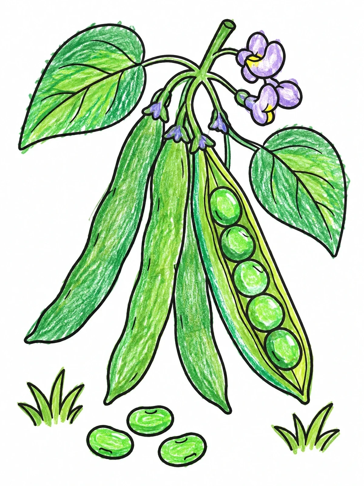 Colored example of the Fresh Green Bean Pods On Vine coloring page