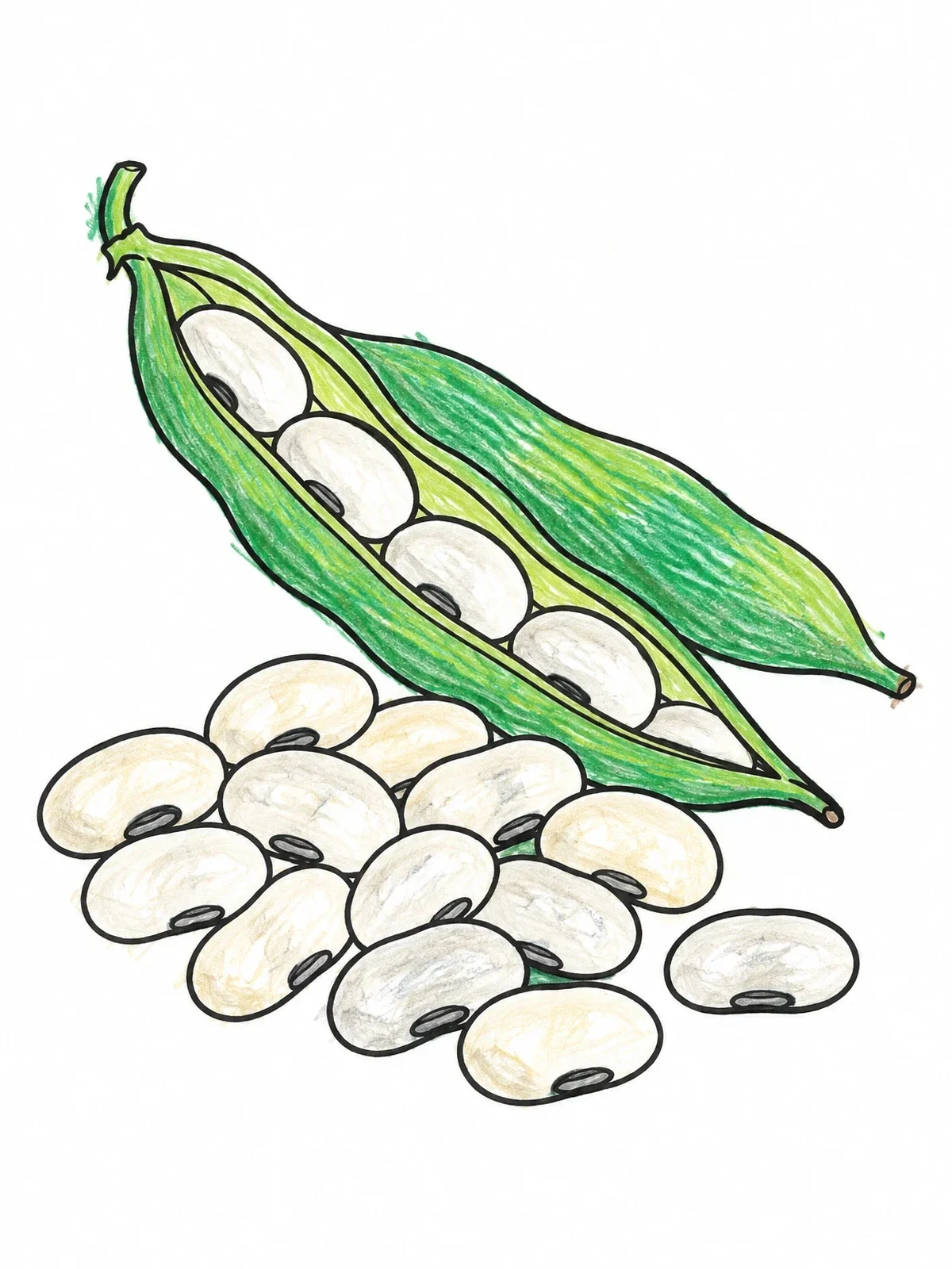 Colored example of the Open Bean Pod And Navy Beans coloring page