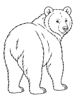 A realistic bear coloring page featuring a bear looking back over its shoulder.