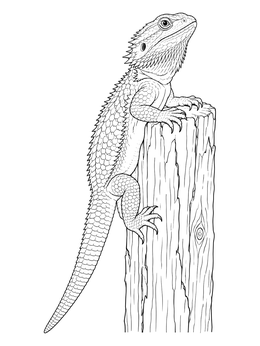 A detailed bearded dragon coloring page perched atop an old wooden fence post.