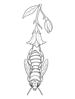 A detailed bee coloring page showing a honeybee hanging upside down from a drooping flower.
