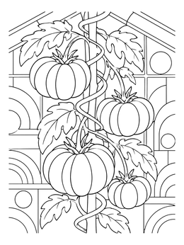 Detailed tomato coloring page showing large heirloom tomatoes growing on a vine in a greenhouse.