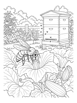 A detailed bee coloring page showing a honeybee pollinating a squash blossom near a wooden hive.