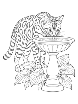 A detailed bengal cat coloring page showing the spotted feline drinking water from an outdoor birdbath.