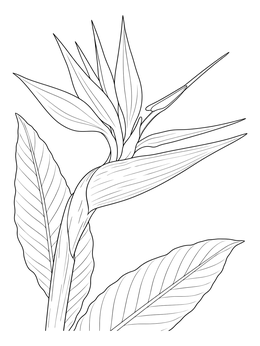 Free printable Bird Of Paradise Botanical Blossom coloring page