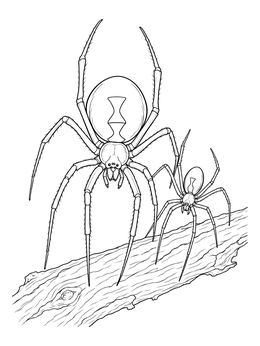 Two spiders rest on bark in this black widow spider coloring page.