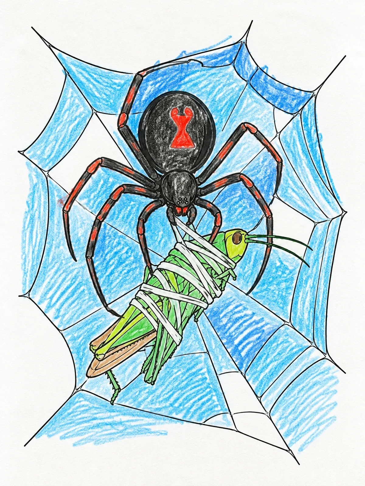 Colored example of the Black Widow Wrapping Prey In Web coloring page