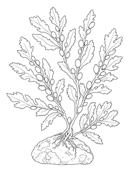 A detailed seaweed coloring page depicting bladder wrack fronds with air pods anchored to a rock.