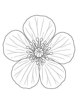 A buttercup flower coloring page showing detailed petals and central stamens.