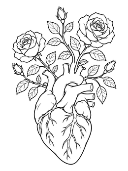 An anatomical heart blooming with roses on this heart anatomy coloring page.