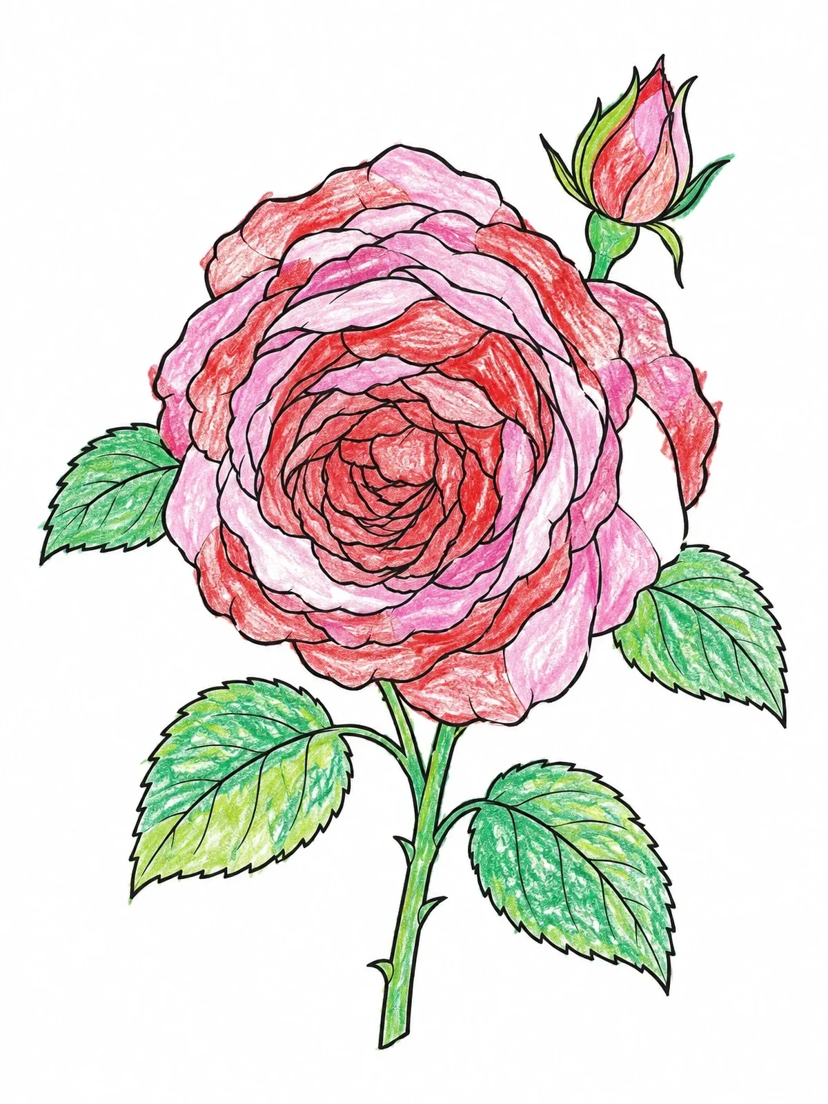 Colored example of the Blooming Antique Cabbage Rose coloring page