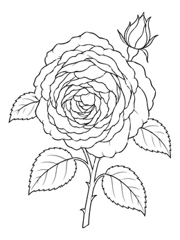Blooming Antique Cabbage Rose coloring page