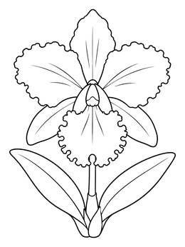 Free printable Blooming Cattleya Orchid Flower coloring page