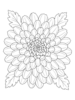 Top view of a chrysanthemum coloring page with layered petals and leaves.