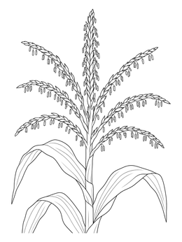 A blooming tassel atop a corn plant in this botanical corn coloring page.