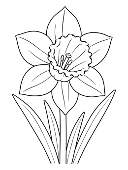 A detailed daffodil flower coloring page featuring broad petals and a wavy central trumpet cup.
