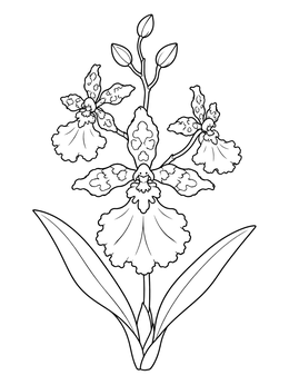 An oncidium orchid coloring page featuring ruffled petals and buds on a slender stem.