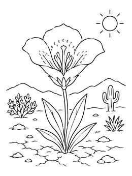 Free printable Blooming Desert Mariposa Lily coloring page