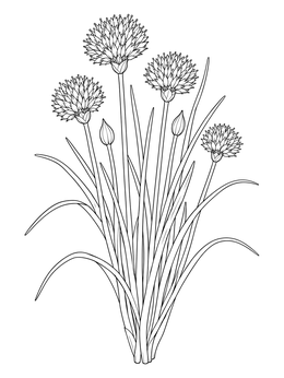 A detailed blooming garden chives herb coloring page with slender leaves.
