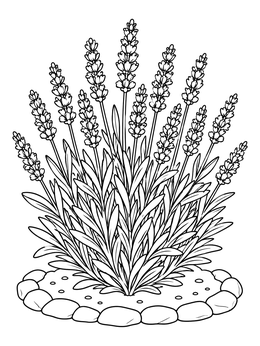 Free printable Blooming Lavender Bush In Garden Bed coloring page