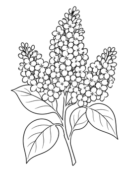 A detailed spring flowers coloring page featuring a blooming branch of lilac blossoms and leaves.