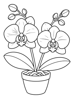 Free printable Blooming Orchid In A Pot coloring page