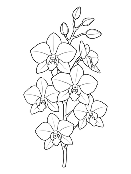 Detailed orchid coloring page featuring a graceful stem with open blossoms and buds.