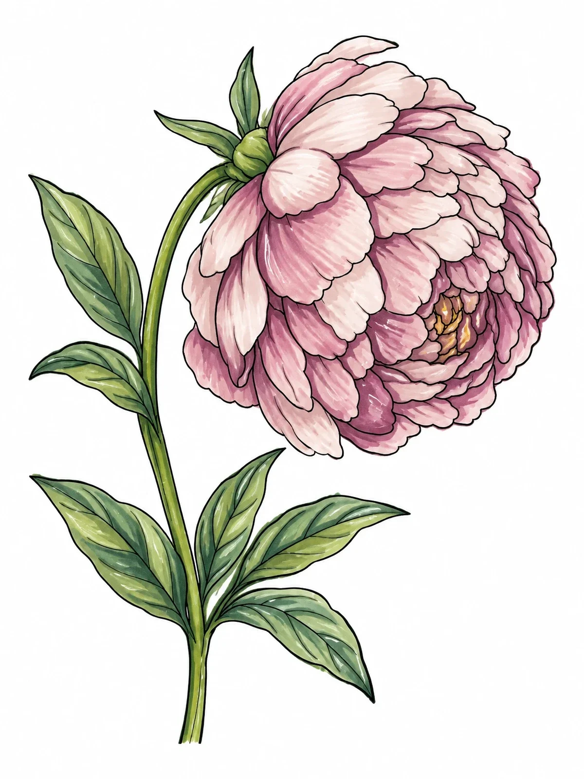 Colored example of the Blooming Peony On Elegant Stem coloring page