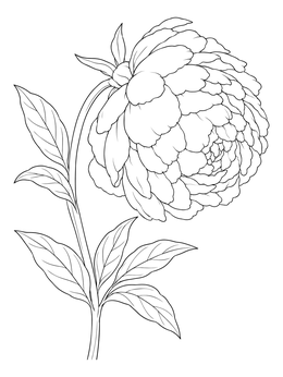A detailed peony coloring page featuring a heavy, blossoming flower head on an arched leafy stem.