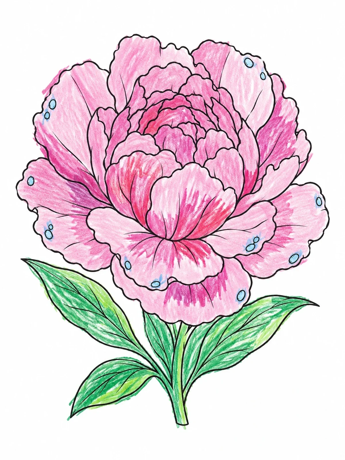 Colored example of the Blooming Peony With Dew Drops coloring page