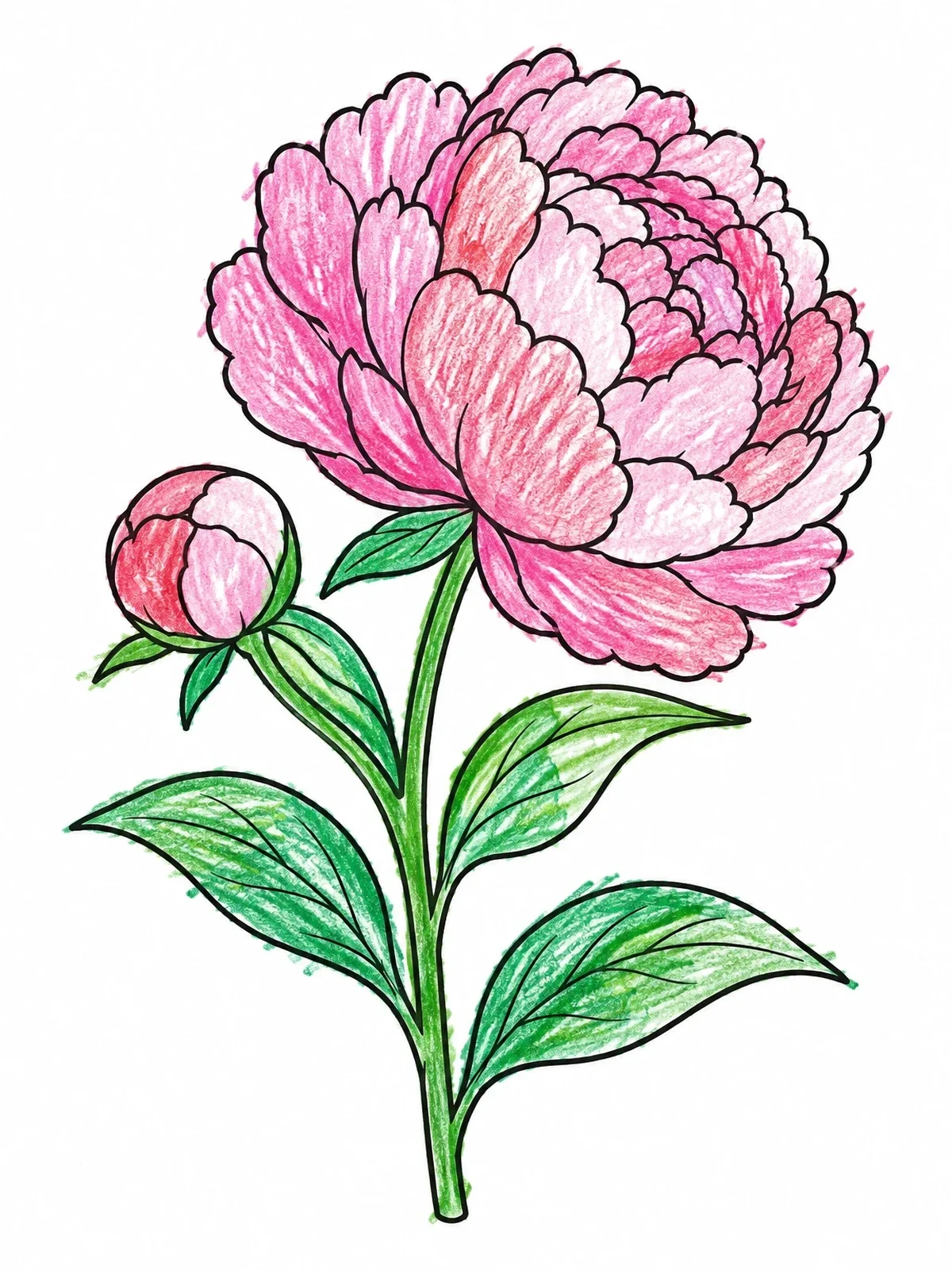 Colored example of the Blooming Peony With Fresh Bud coloring page