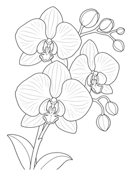 Graceful orchid coloring page with detailed blooms and buds on a stem.