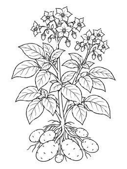 Free printable Botanical Potato Plant With Tubers coloring page