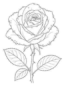A realistic rose coloring page showing a blooming garden blossom with delicate morning dewdrops on its petals.