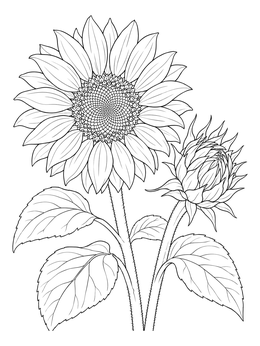 A detailed sunflower coloring page featuring a fully opened bloom and a growing bud.