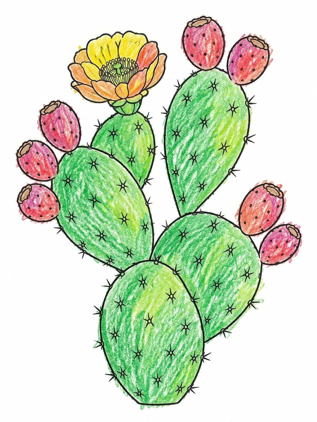 Colored example of the Prickly Pear Cactus In Bloom coloring page