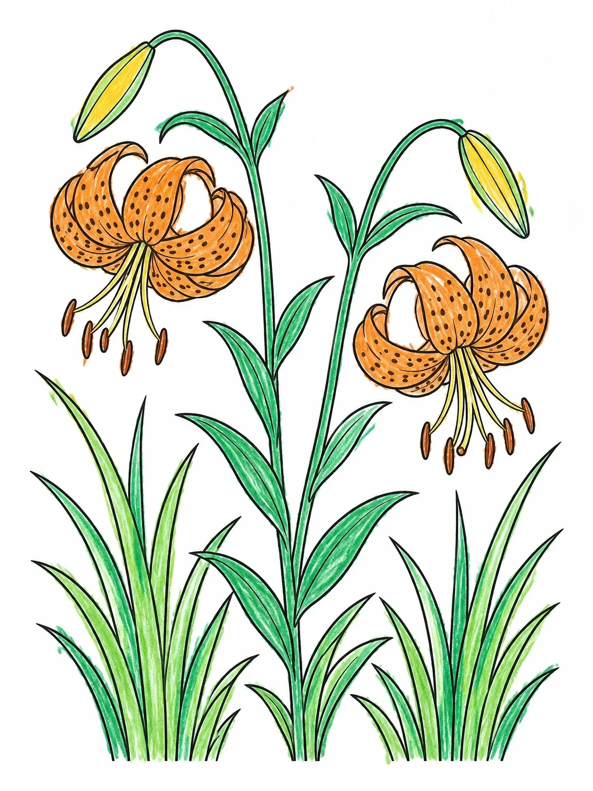 Colored example of the Blooming Tiger Lilies In Grass coloring page