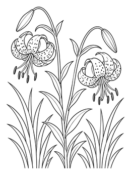 Free printable Blooming Tiger Lilies In Grass coloring page
