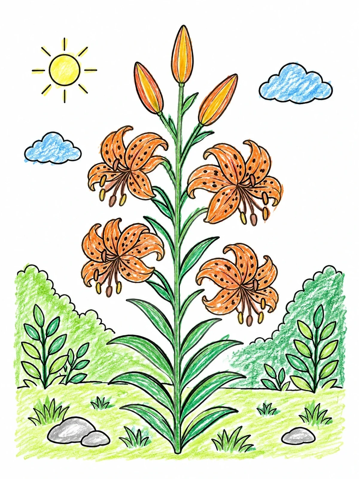 Colored example of the Blooming Tiger Lily In The Garden coloring page