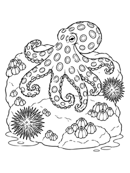 Detailed octopus coloring page showing an octopus among sea urchins and barnacles on tide pool rocks.