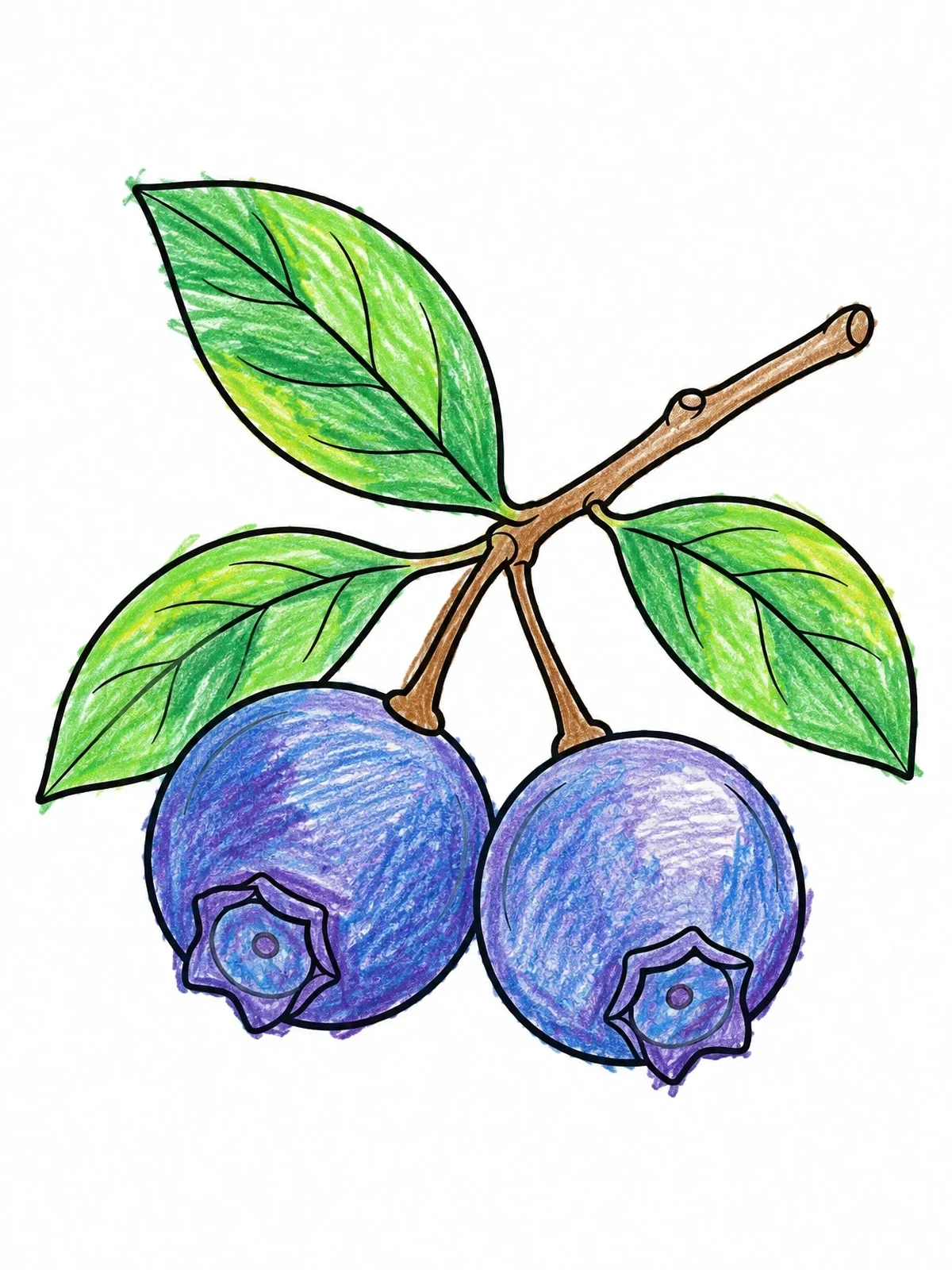 Colored example of the Ripe Blueberries On A Branch coloring page