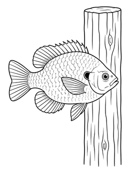 A detailed bluegill coloring page featuring a fish swimming beside a wooden dock post.