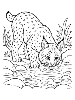 Free printable Bobcat Drinking From Stream coloring page