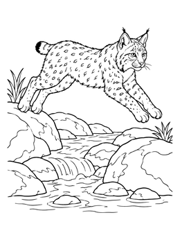 A wild bobcat coloring page showing the feline leaping across rocks and a flowing stream.