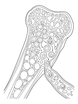 A detailed immune system coloring page showing blood cell development inside a cross-section of bone marrow.