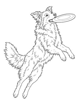 Free printable Border Collie Catching A Flying Disc coloring page