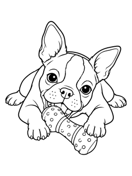 Free printable Playful Boston Terrier Puppy Chewing Toy coloring page