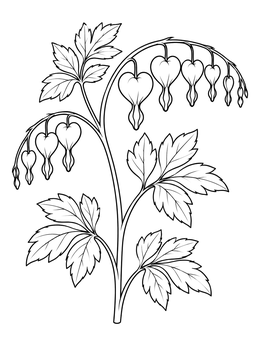 Free printable Botanical Bleeding Heart Plant Line Art coloring page