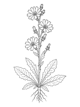 A detailed botanical wild flower coloring page showing a flowering chicory plant with roots and leaves.