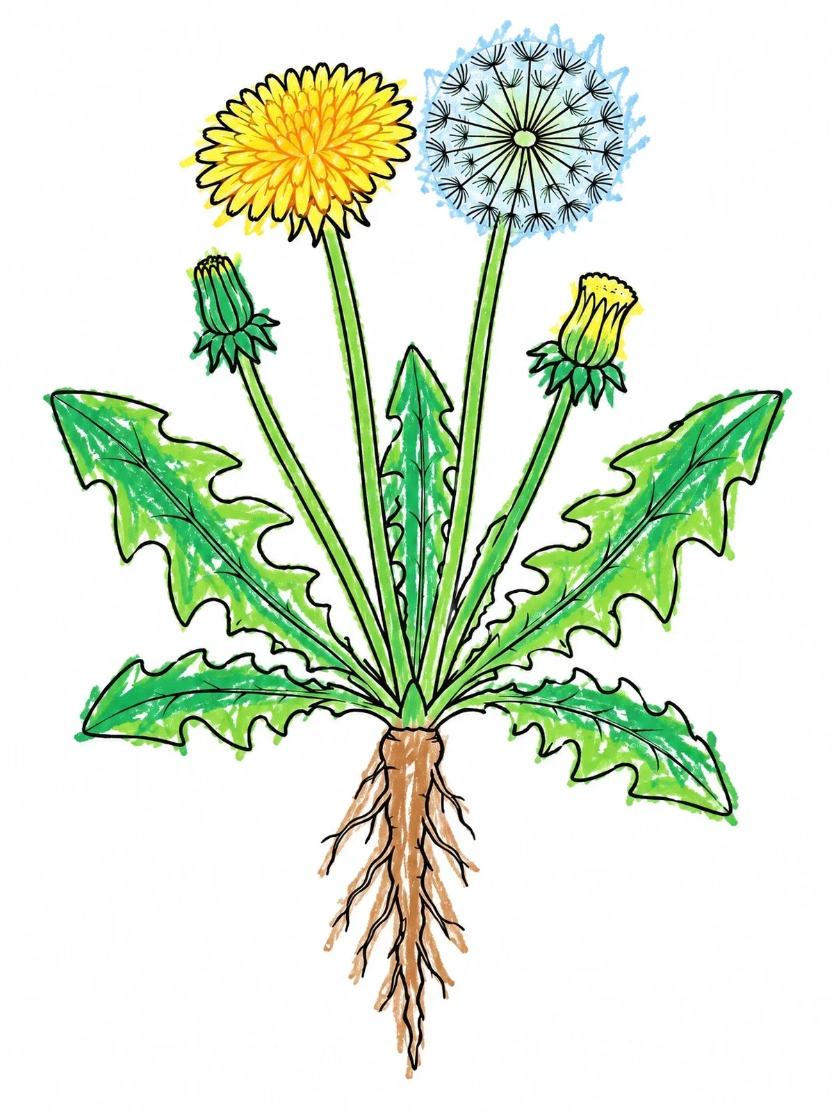Colored example of the Botanical Dandelion Plant With Root coloring page